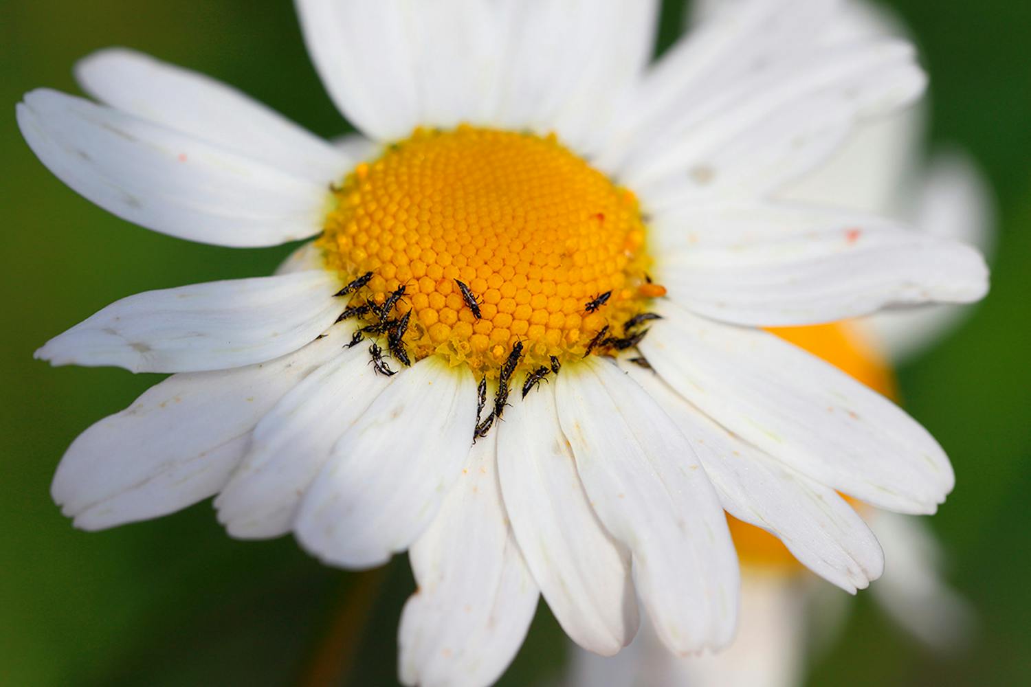 Tordenfluer skadedyr Tordenfluer skadedyr i planter